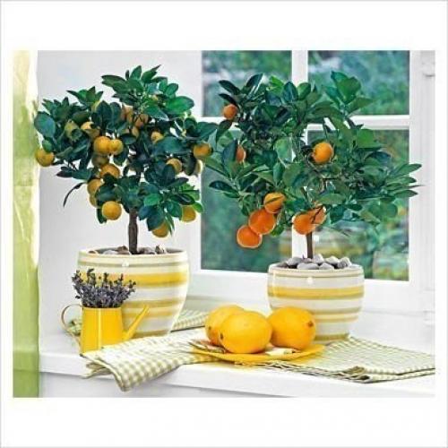 С чего начать выращивание лимона дома. 01