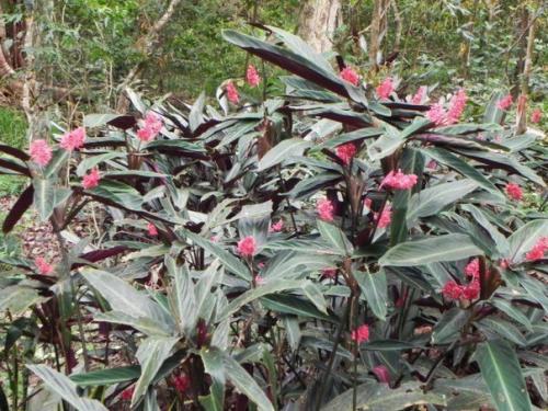 Пестрые орнаменты строманты? 02