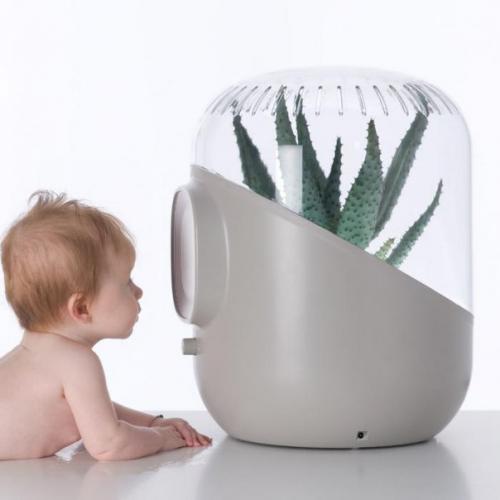 5 лучших комнатных растений, которые очищают воздух. 03