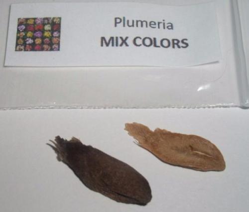 Гавайи дома: как вырастить плюмерию из семян.