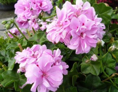 Комнатные растения для сухой атмосферы. 02