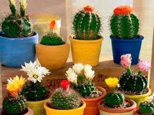 Это интересно.   Топ - 10 полезных комнатных растений. 05