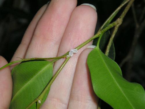 Фикус Бенджамина: особенности ухода. 02 Фикус Бенджамина: особенности ухода. 02