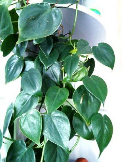 Комнатные растения для сухой атмосферы. 06