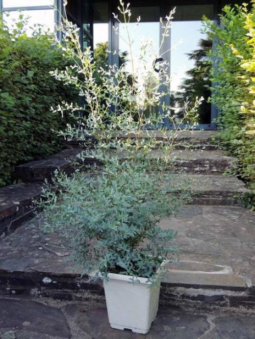 Эвкалипт - растение семейства миртовые. 04