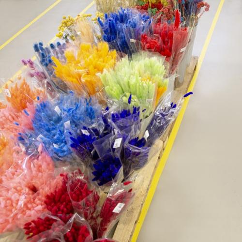 Топ - 5 сухоцветов. 02