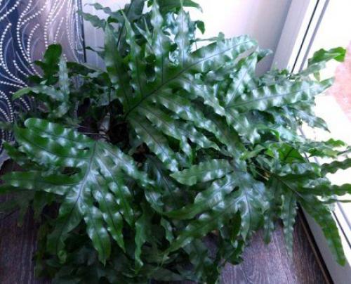 Комнатные растения для сухой атмосферы. 03