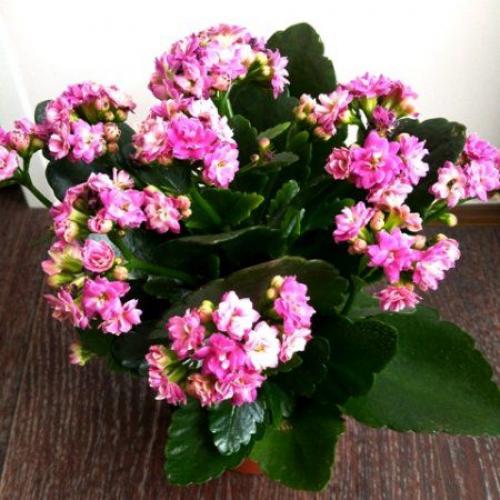 Комнатные растения для сухой атмосферы. 01