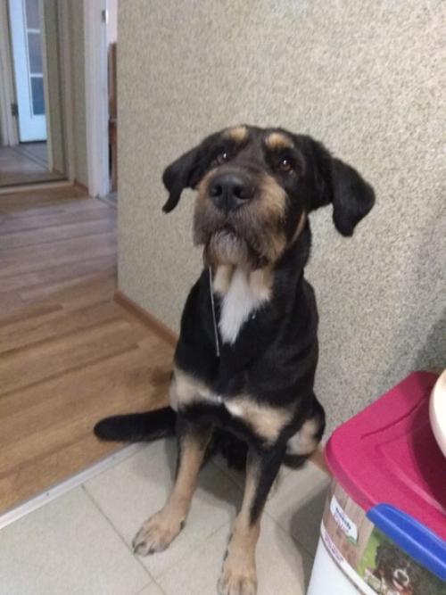 А ваши собаки тоже занимались дизайном? 01