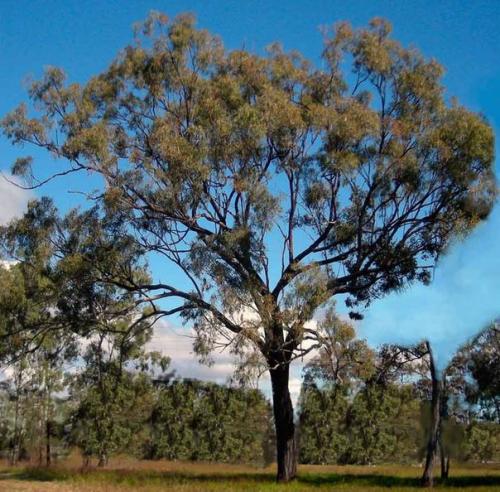 Эвкалипт - растение семейства миртовые. 02