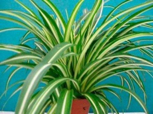 Это интересно.   Топ - 10 полезных комнатных растений. 01