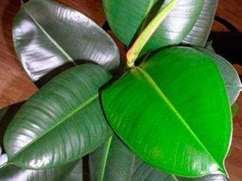 Это интересно.   Топ - 10 полезных комнатных растений. 06