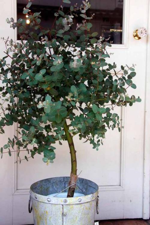 Эвкалипт - растение семейства миртовые. 07