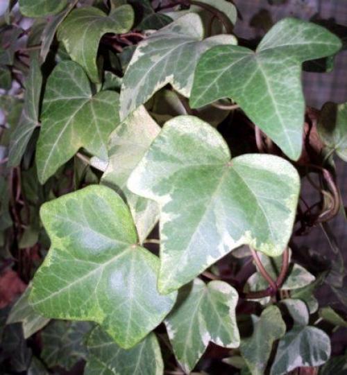 Комнатные растения для сухой атмосферы. 04