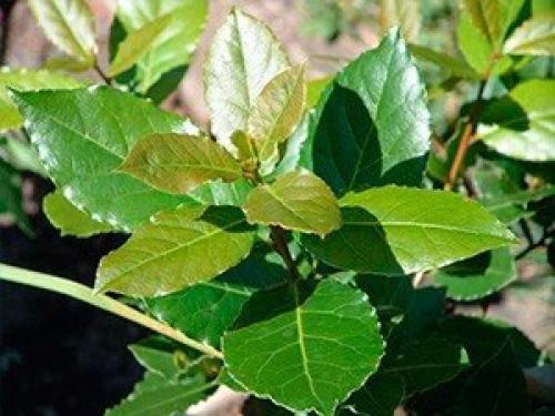 Это интересно.   Топ - 10 полезных комнатных растений. 02