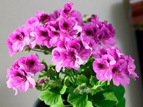 Это интересно.   Топ - 10 полезных комнатных растений. 04