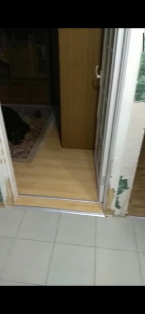 А ваши собаки тоже занимались дизайном? 04