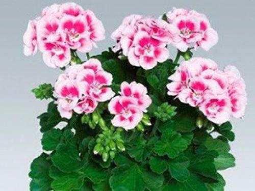 Это интересно.   Топ - 10 полезных комнатных растений. 09