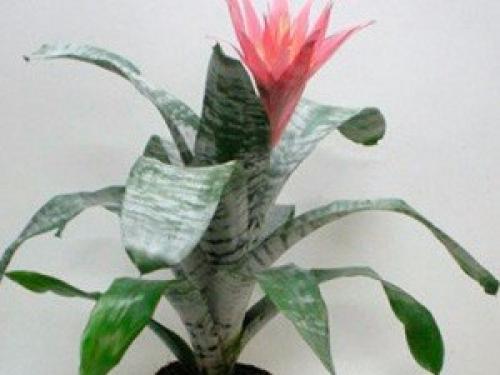 Это интересно.   Топ - 10 полезных комнатных растений. 08