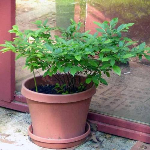 Эвкалипт - растение семейства миртовые. 03