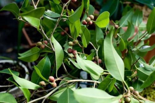 Фикус Бенджамина: особенности ухода. 04 Фикус Бенджамина: особенности ухода. 04