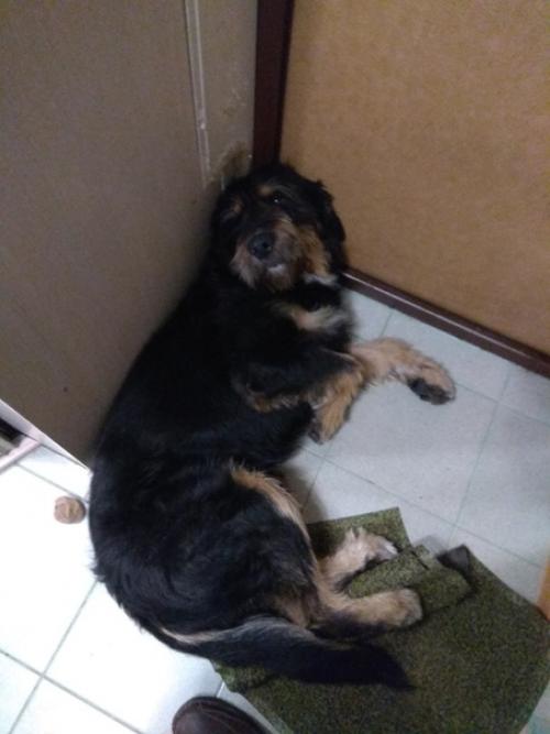 А ваши собаки тоже занимались дизайном? 03