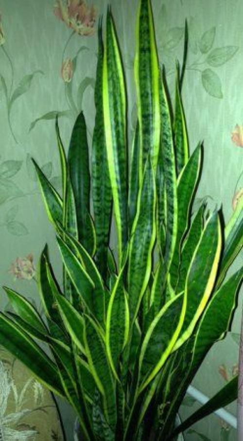 Комнатные растения для сухой атмосферы. 05