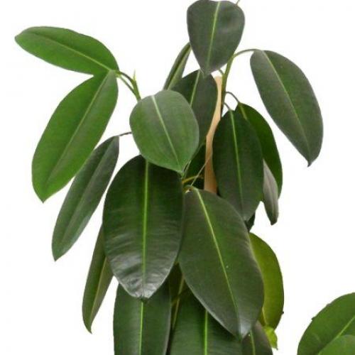 Комнатные растения для сухой атмосферы. 08