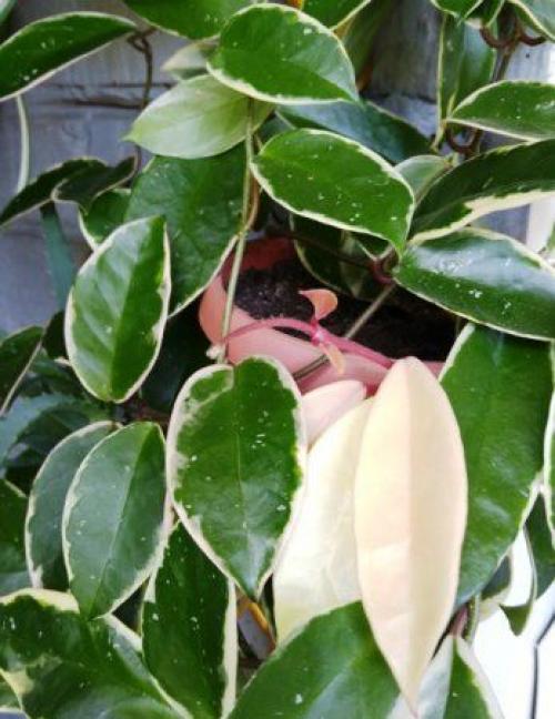 Комнатные растения для сухой атмосферы. 09