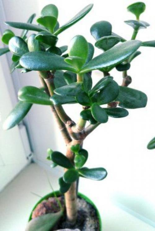 Комнатные растения для сухой атмосферы. 07