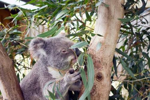 Эвкалипт - растение семейства миртовые. 06