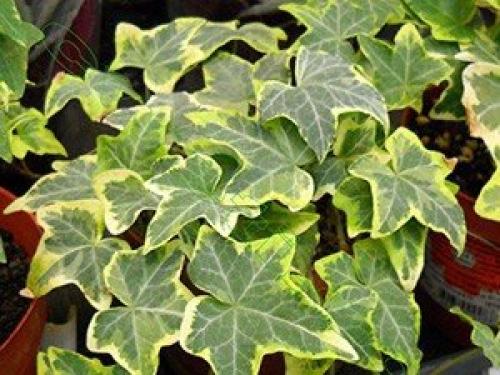 Это интересно.   Топ - 10 полезных комнатных растений. 07