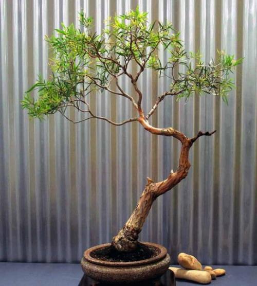 Эвкалипт - растение семейства миртовые. 05