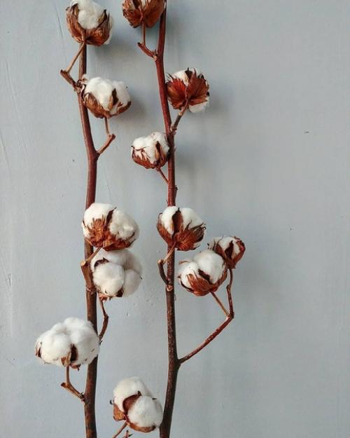 Топ - 5 сухоцветов. 04