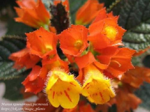 Хризотемис. Хризотемис - род эффектных ярких растений семейства геснериевых. 03