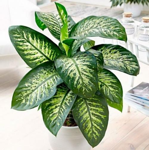 Заметки о цветах от капитана очевидность. 08 Заметки о цветах от капитана очевидность. 08