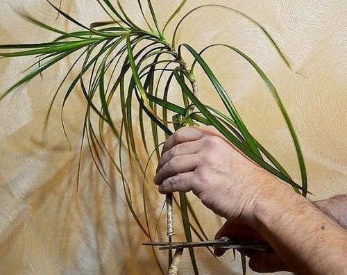 Как обновить драцену? 01