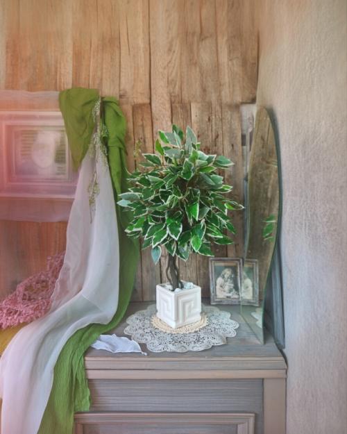 Ищете идеальное зелёное дерево для дома? 08