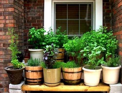 Внимание!  Только в том случае, если в вашей квартире есть хотя бы один свободный подоконник, можно развернуть на нем небольшую Полевую аптеку. 02