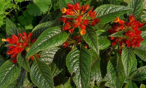 Хризотемис. Хризотемис - род эффектных ярких растений семейства геснериевых. 01