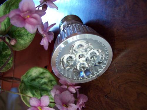 Главные вопросы об адаптации домашних цветов. 05