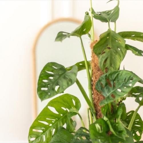 Использование монстеры в дизайне интерьера. 02