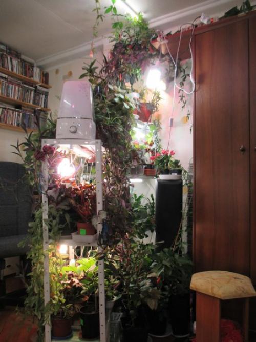 Главные вопросы об адаптации домашних цветов. 01