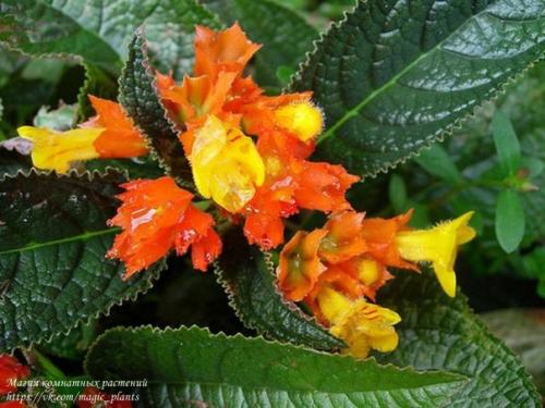 Хризотемис. Хризотемис - род эффектных ярких растений семейства геснериевых. 02