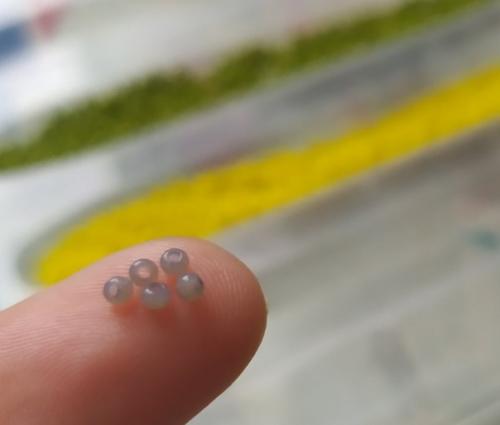 Охота на цвет ещё весной начинается. 03