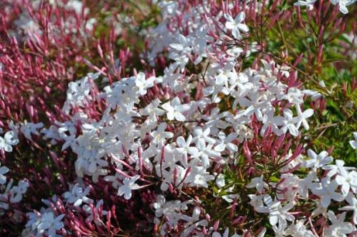 5 растений и цветов, которые помогут вам высыпаться. 04