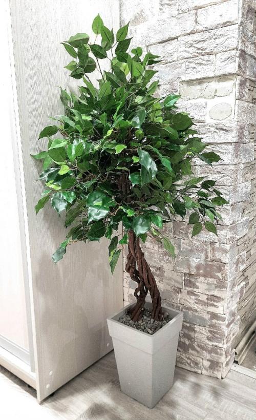 Ищете идеальное зелёное дерево для дома? 01