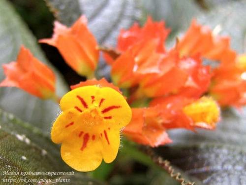 Хризотемис. Хризотемис - род эффектных ярких растений семейства геснериевых. 06