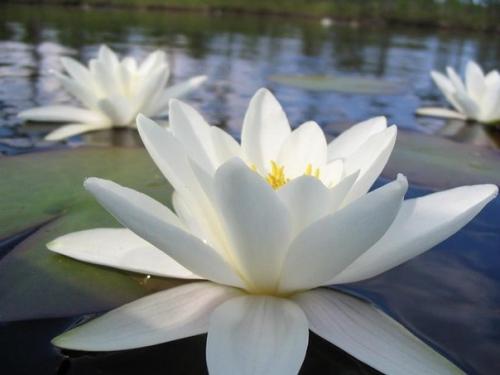 = Магия цвета: белый =. 03