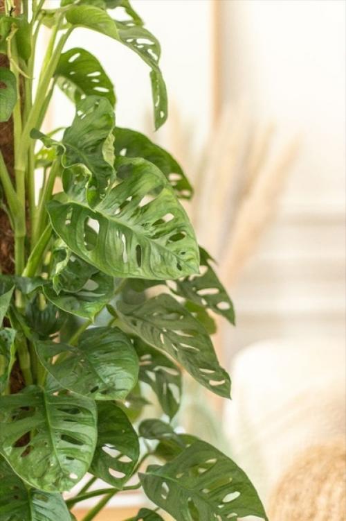 Использование монстеры в дизайне интерьера. 04